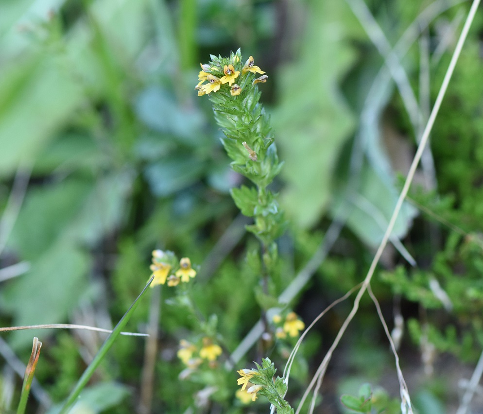 Euphrasia sp.